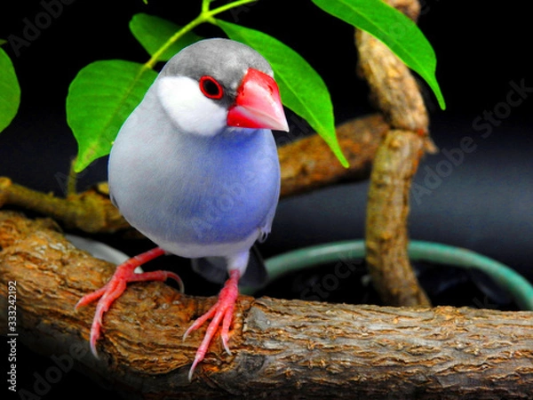 Fototapeta Java sparrow on branch