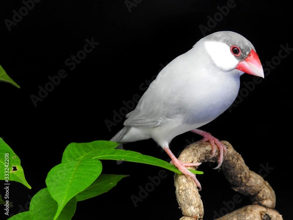 Obraz bird on branch