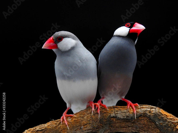 Obraz Java sparrow on branch