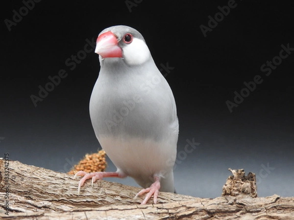 Obraz Java sparrow on branch