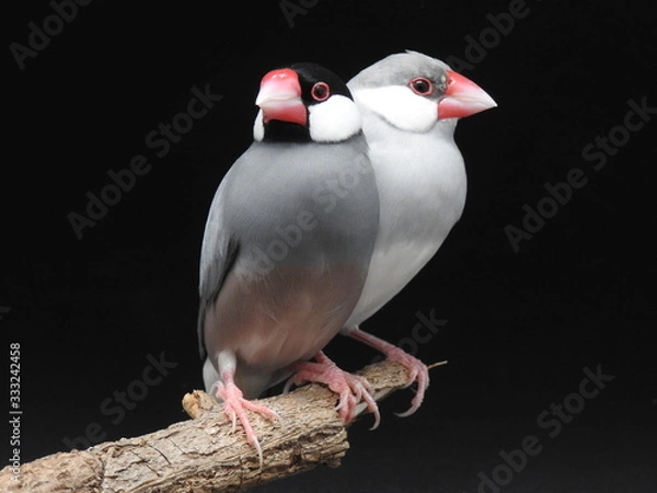Obraz couple of Java sparrow
