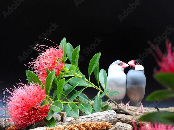 Obraz bird on branch