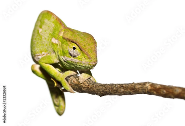 Fototapeta Isolated Chameleon staring
