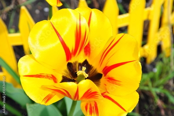 Fototapeta open yellow Tulip