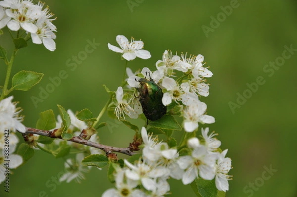 Fototapeta beetle on a flowering branch