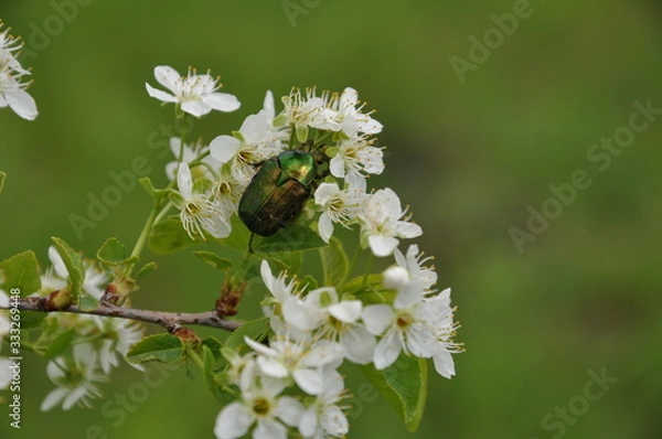 Fototapeta beetle on a flowering branch
