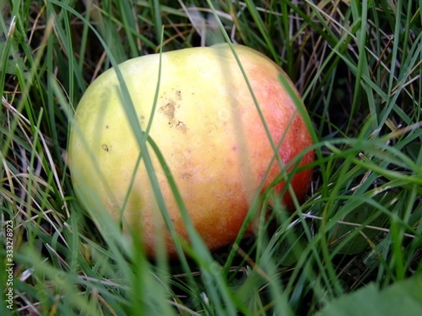 Fototapeta apple on the grass