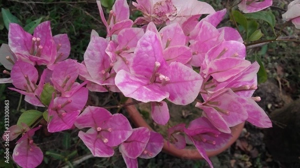 Obraz Plants and Flowers