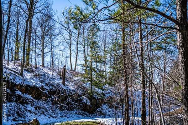 Fototapeta forest in winter with snow