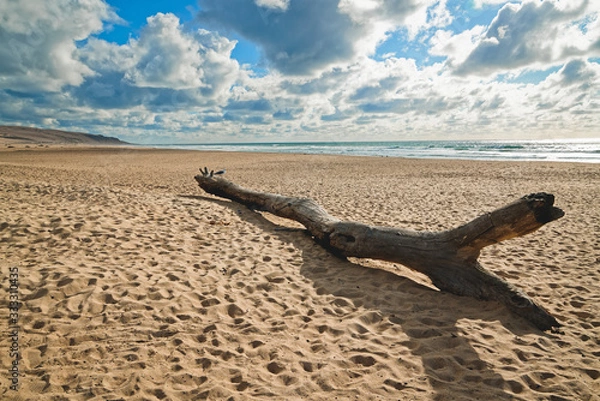 Fototapeta Beach scene. Washed up driftwood on an empty sand beach. Beautiful cloudy sky background, California Coastline