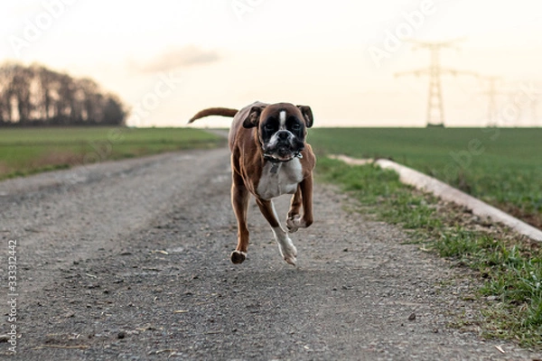 Fototapeta chien boxer course champ