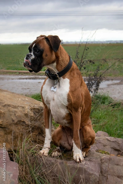 Fototapeta chien boxer champ
