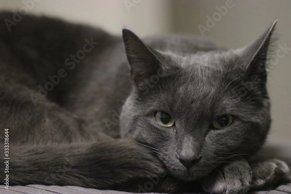 Fototapeta cat on sofa