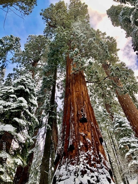 Fototapeta View looking up at a Giant Sequoia Tree in Sequoia National Park, South-Western Range of Sierra Nevada Mountain Range, California
