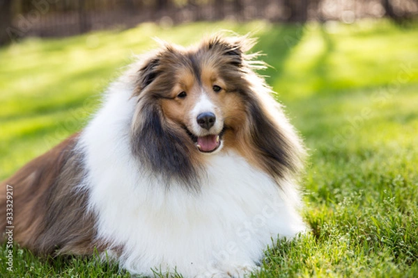 Fototapeta Spring has Sprung