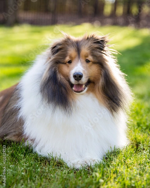 Fototapeta Spring has Sprung