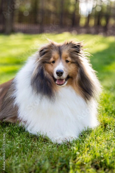 Fototapeta Spring has Sprung