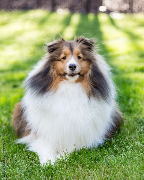 Fototapeta Spring has Sprung