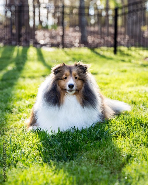 Fototapeta Spring has Sprung