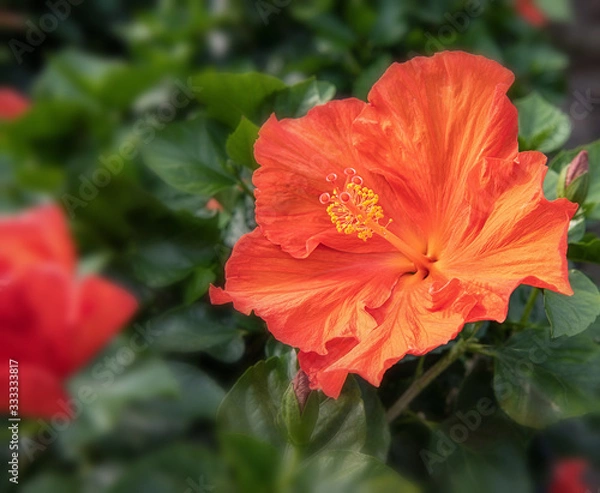 Obraz Hibiscus rosa sinensis 