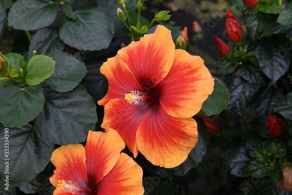 Obraz Hibiscus rosa sinensis 