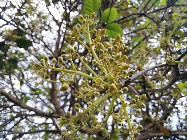 Obraz Flores de árbol de aguacate.
