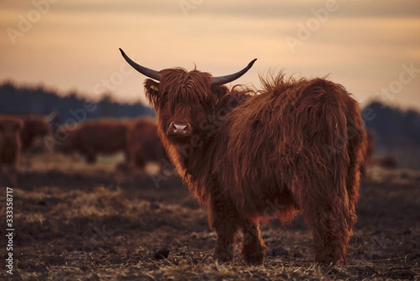 Obraz Young Scottish Highland Beef Cattle closeup