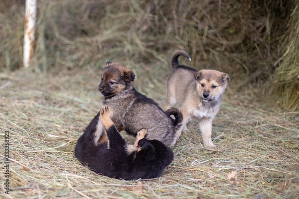 Obraz puppies playing in the hay