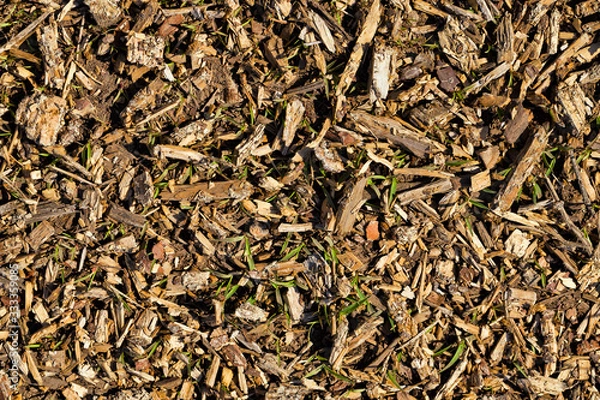 Fototapeta logging pine logs