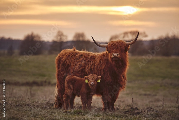 Obraz Highland Cow And Calf