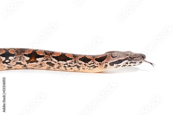 Obraz Madagaskarboa side view