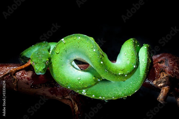 Obraz Grüner Baumpython