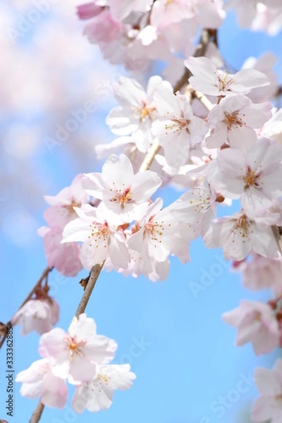 Fototapeta しだれ桜
