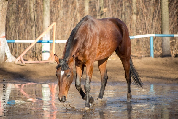 Obraz a red horse at a watering hole