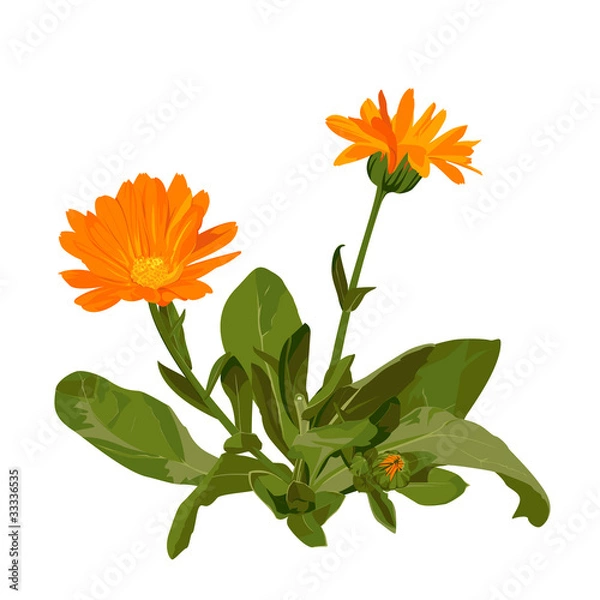 Obraz Marigold