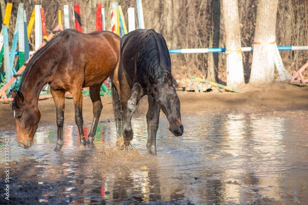 Obraz red and black horse at the watering hole
