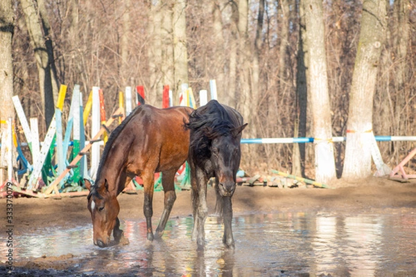 Fototapeta red and black horse at the watering hole