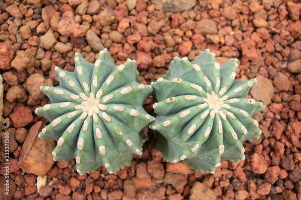 Fototapeta cactus in pot on red stone background
