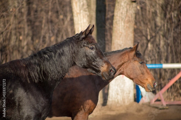 Obraz portraits of a red and black horse
