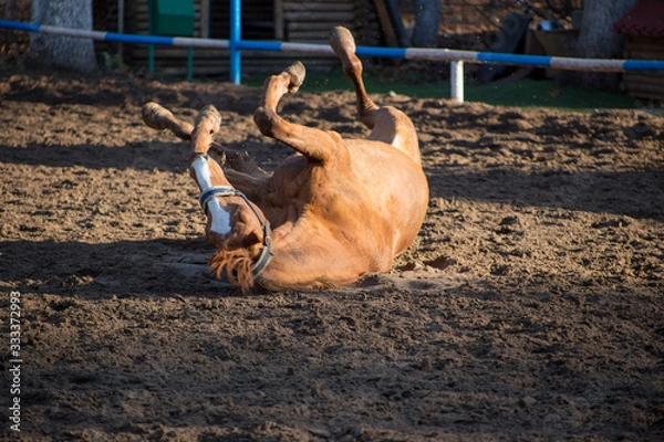 Obraz a red-haired mare is lying in the sand