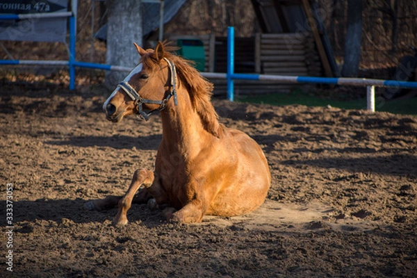 Fototapeta a red-haired mare is lying in the sand