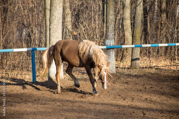 Fototapeta the red horse is on the move