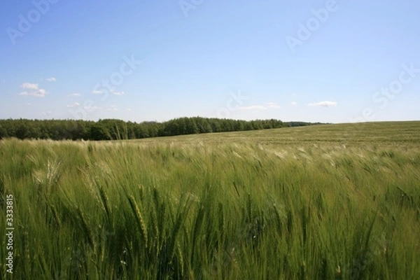 Fototapeta weizenfeld