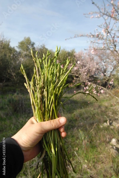 Obraz ASPERGE SAUVAGE