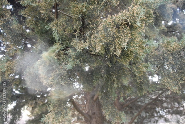 Obraz POLLEN DE CYPRES