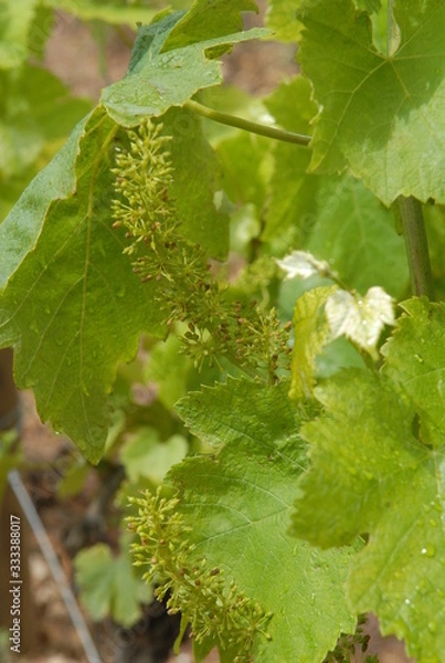 Obraz fleur de raisin dans la vigne 
