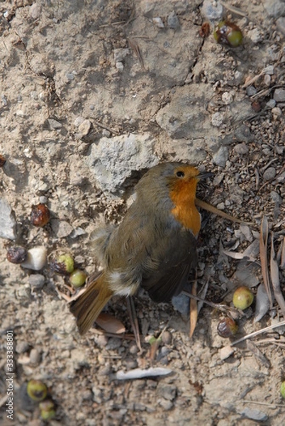 Obraz ROUGE GORGES MORT