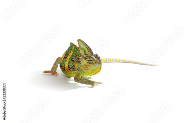 Obraz Chamäleons on white background