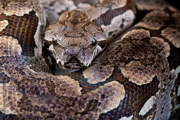 Obraz Madagaskarboa close up