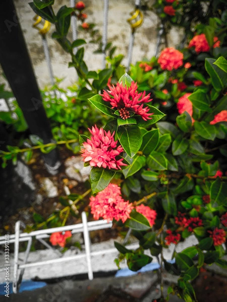 Obraz beautiful plants that grow in the home yard